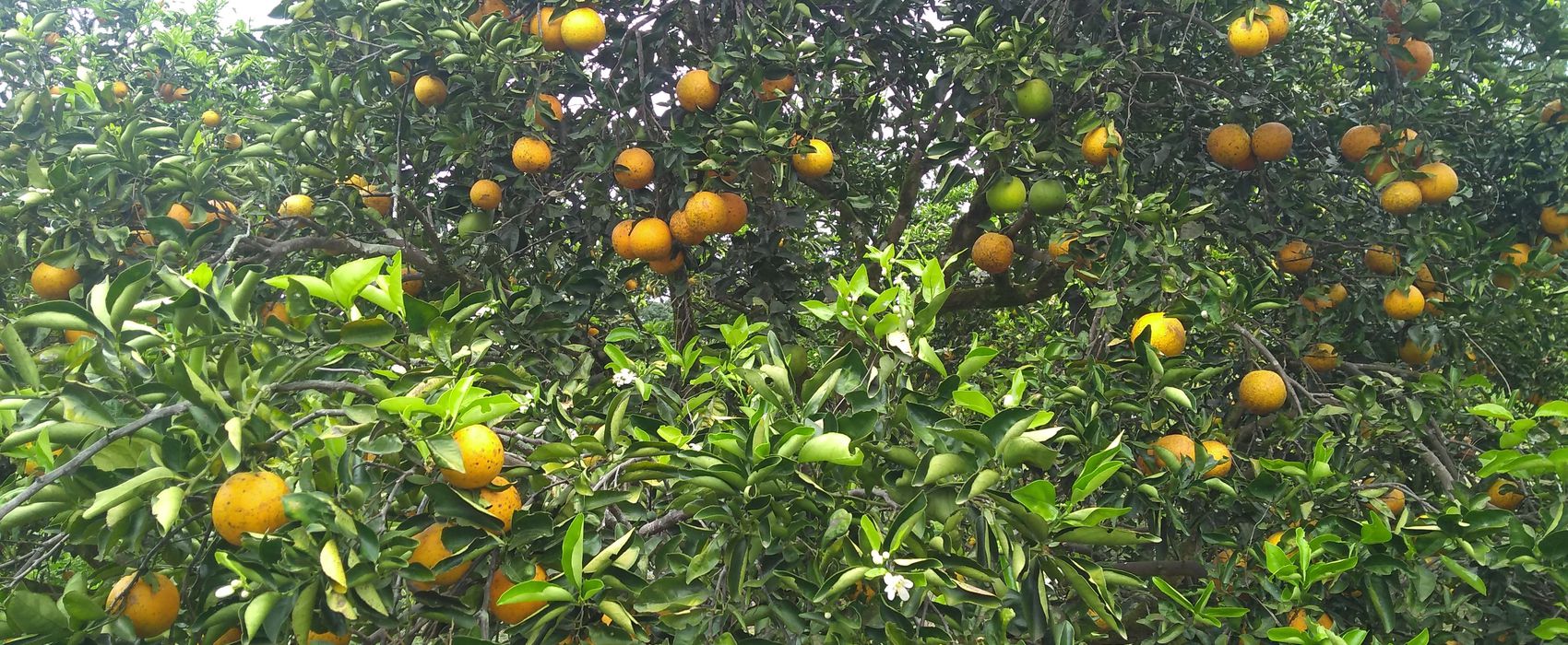 Circuito da Laranja