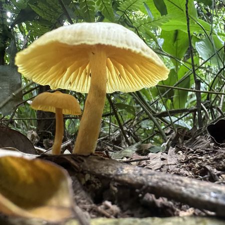 Observação de Fungos e Cogumelos em Bertioga