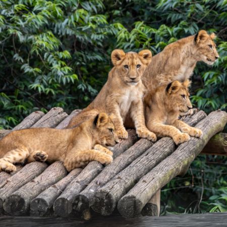 Saídas Pedagógicas ao Zoológico de São Paulo