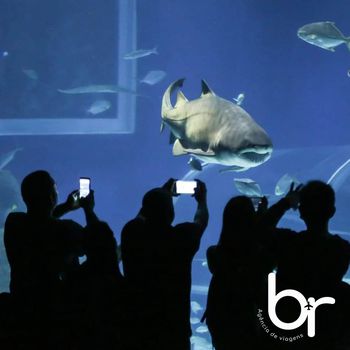 Excursão Aqua Rio e Bio Parque